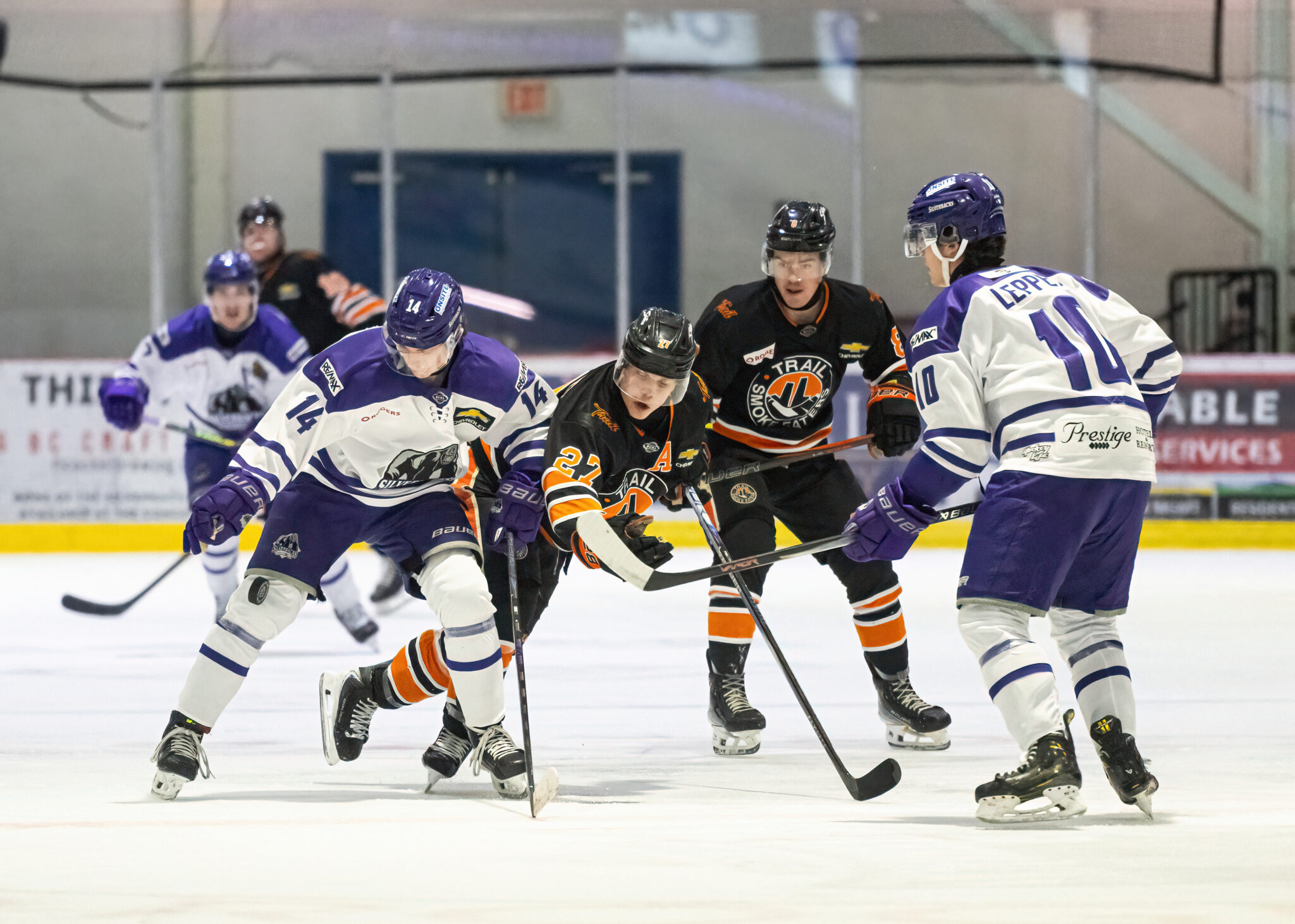 Silerbacks Salmon Arm Silverbacks